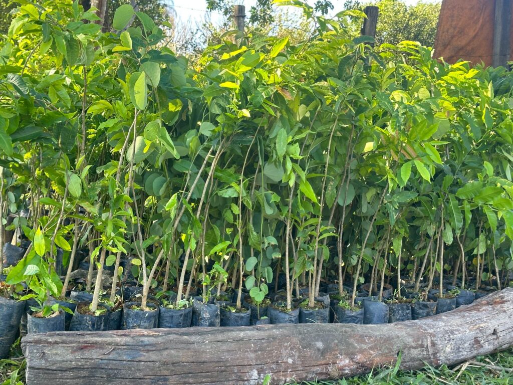 Mudas de Árvores Nativas para Serviço de replantio e recuperação de áreas degradadas