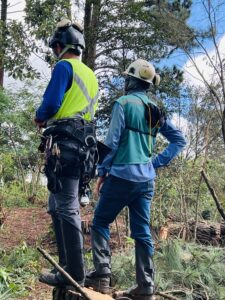 Equipe treinada e protegida para a execução do corte de árvores e supressão vegetal